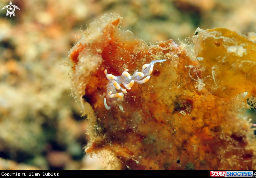 A Nudibranch