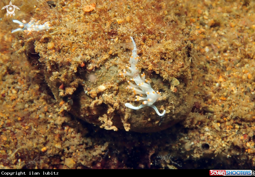 A Nudibranch