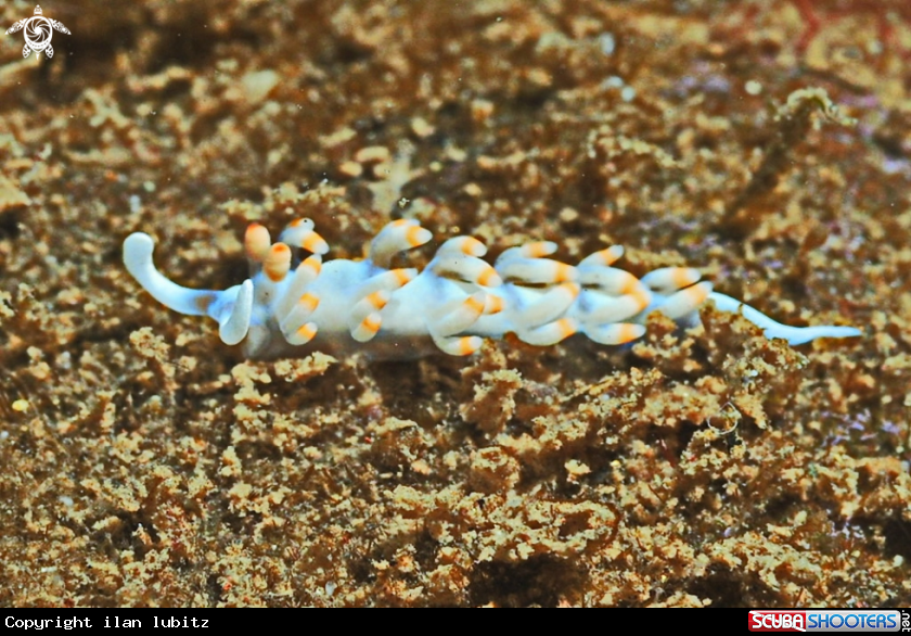 A Nudibranch