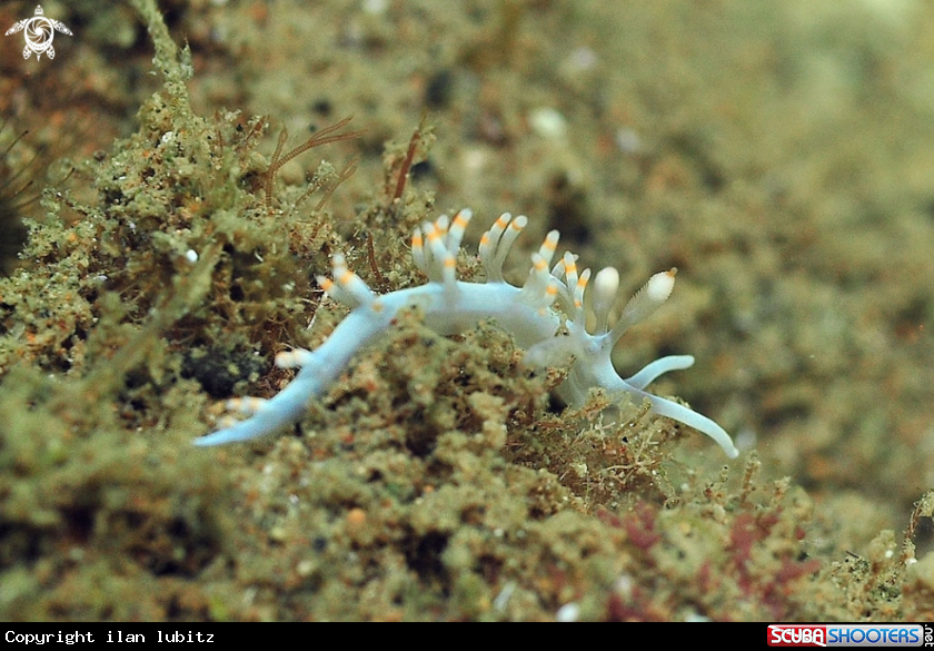 A Nudibranch