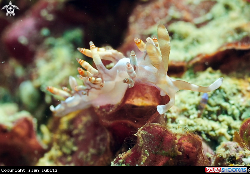 A sea slug