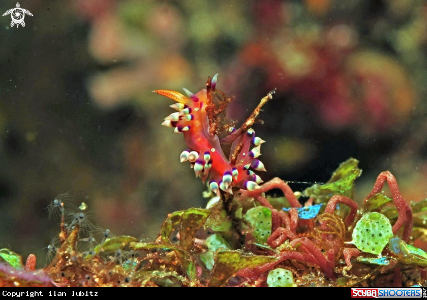 A Nudibranch