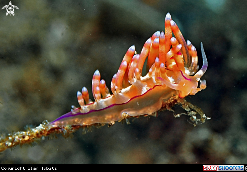 A Nudibranch