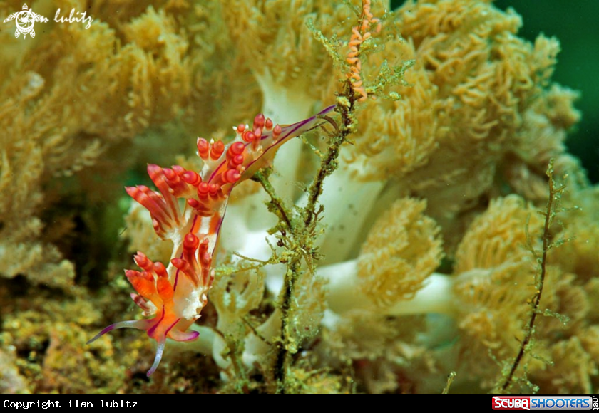 A Nudibranch