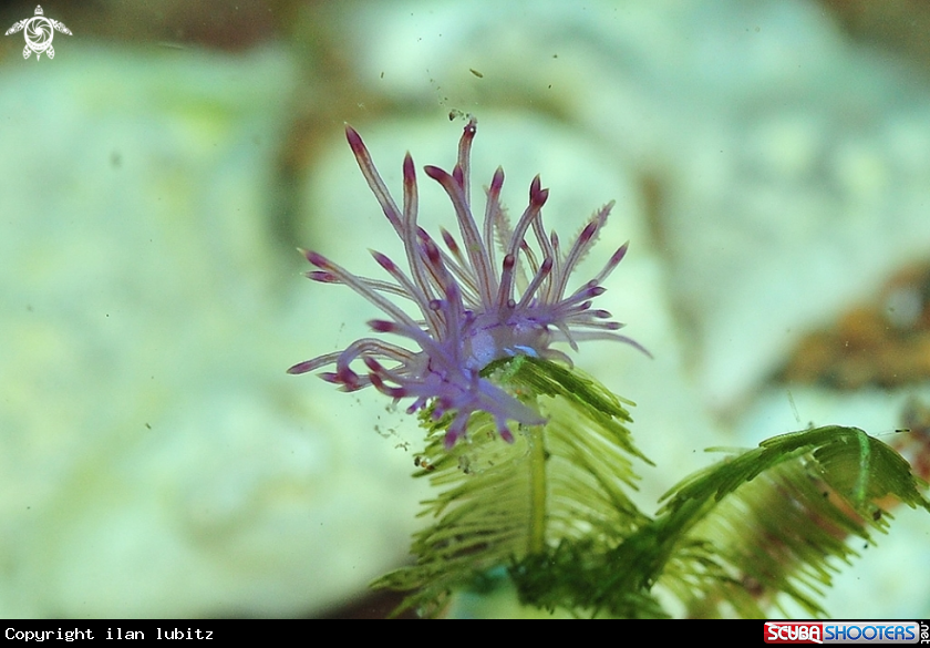 A Nudibranch