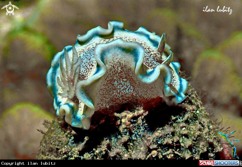 A Nudibranch