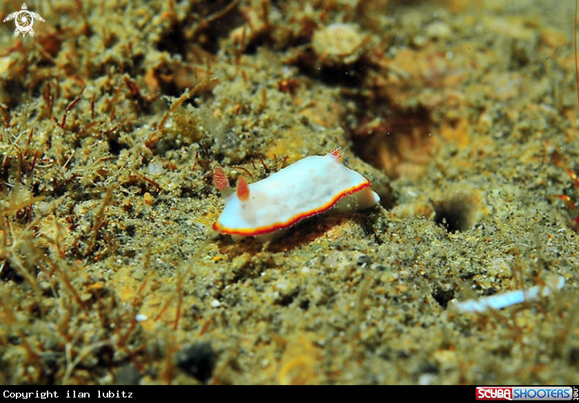 A Nudibranch