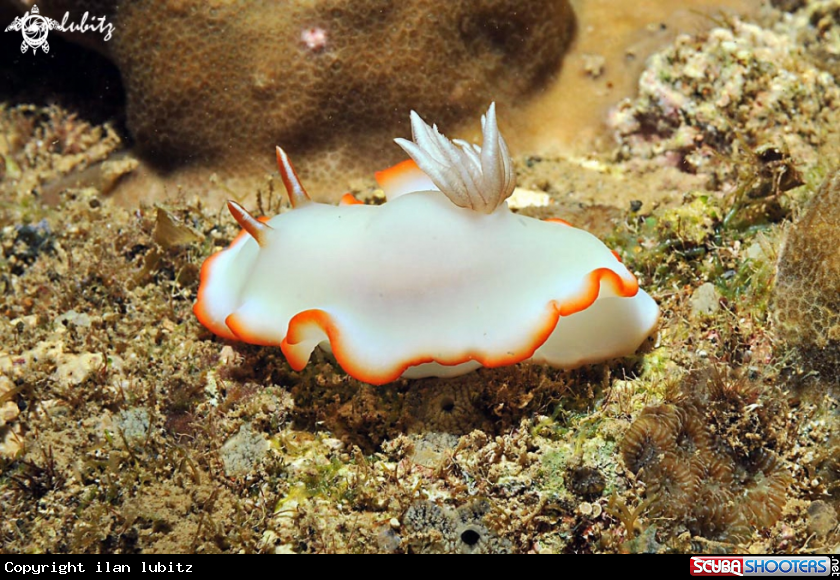 A Nudibranch