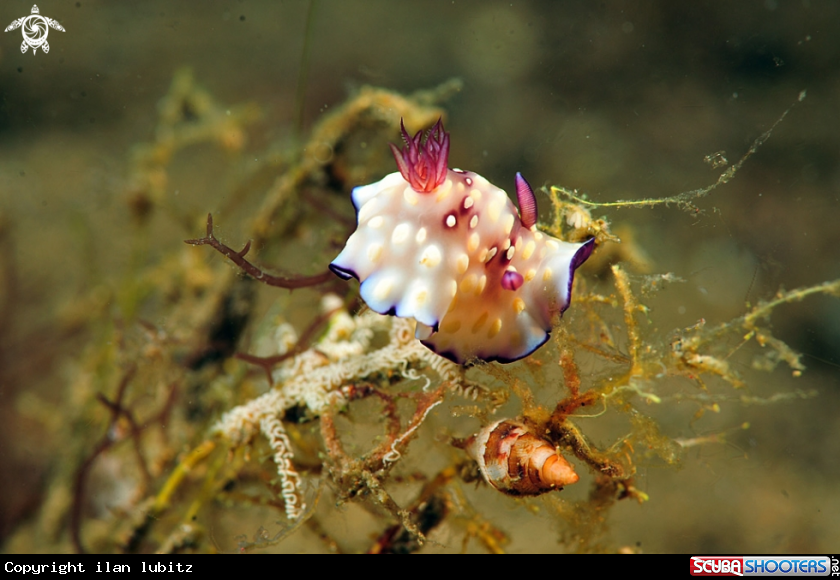 A Nudibranch