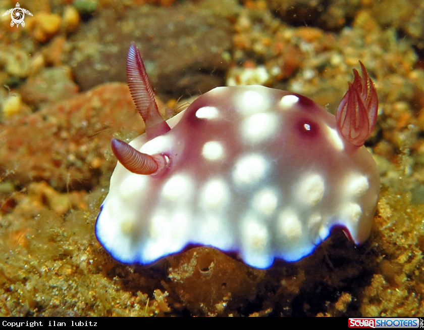 A Nudibranch