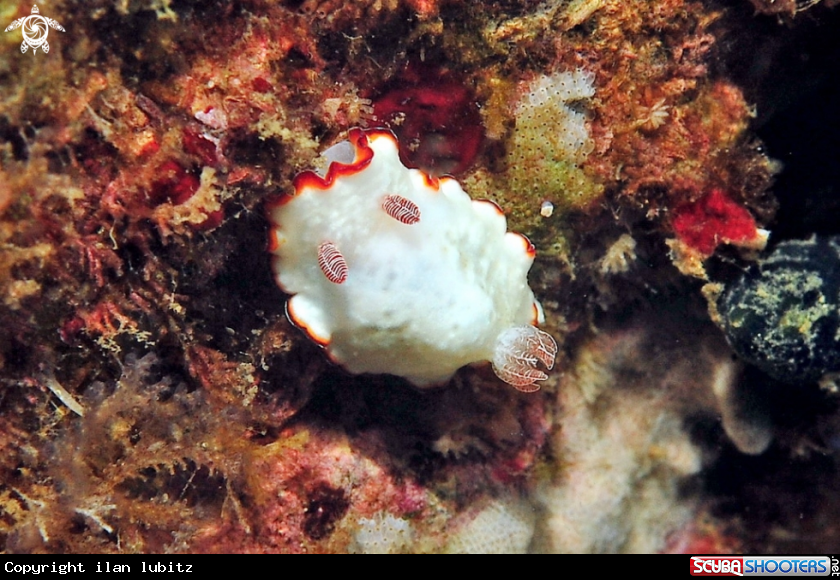 A Nudibranch