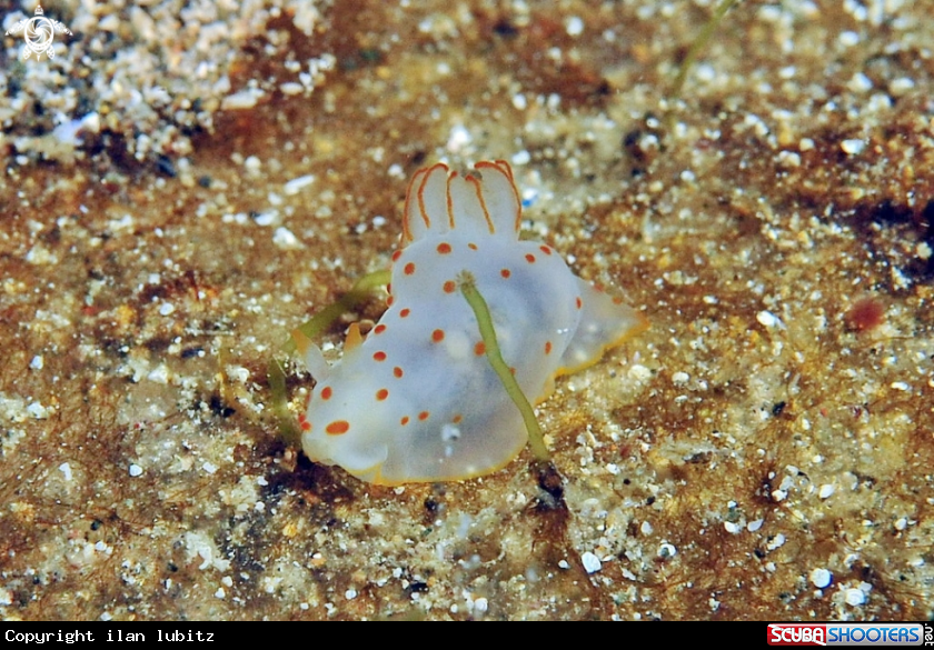 A Nudibranch