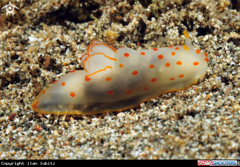 A Nudibranch