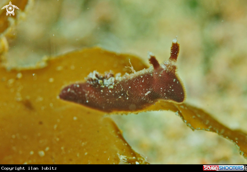 A Nudibranch