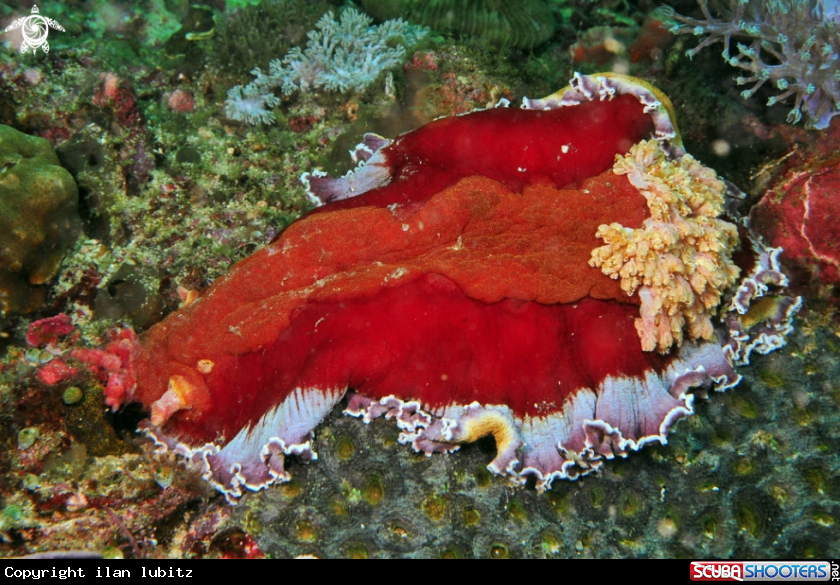 A Nudibranch