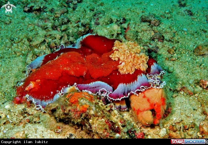 A Nudibranch