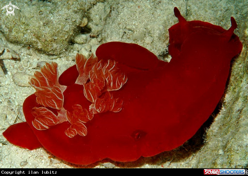 A Nudibranch