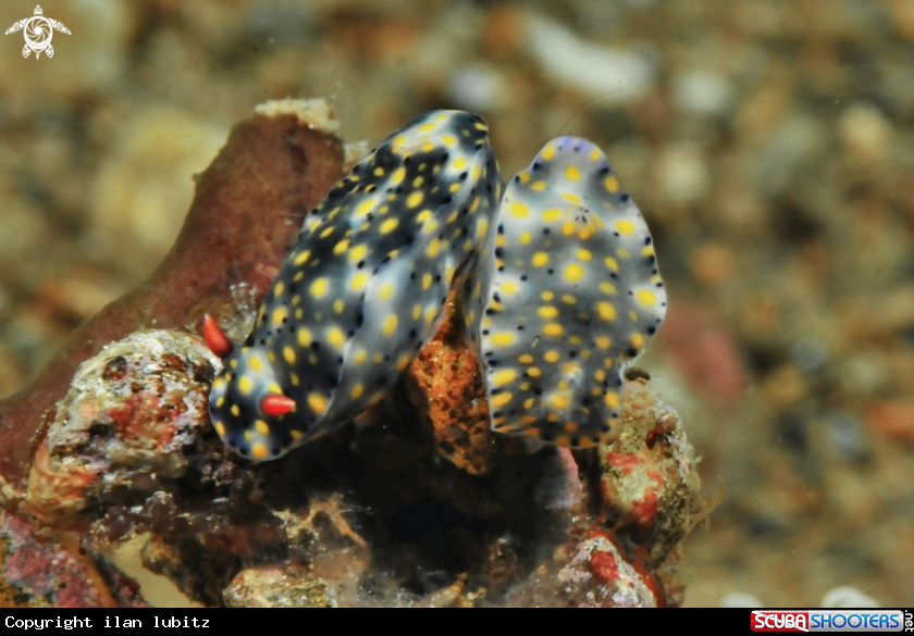 A Nudibranch