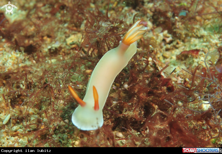 A Nudibranch