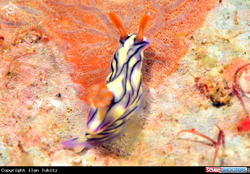 A Nudibranch