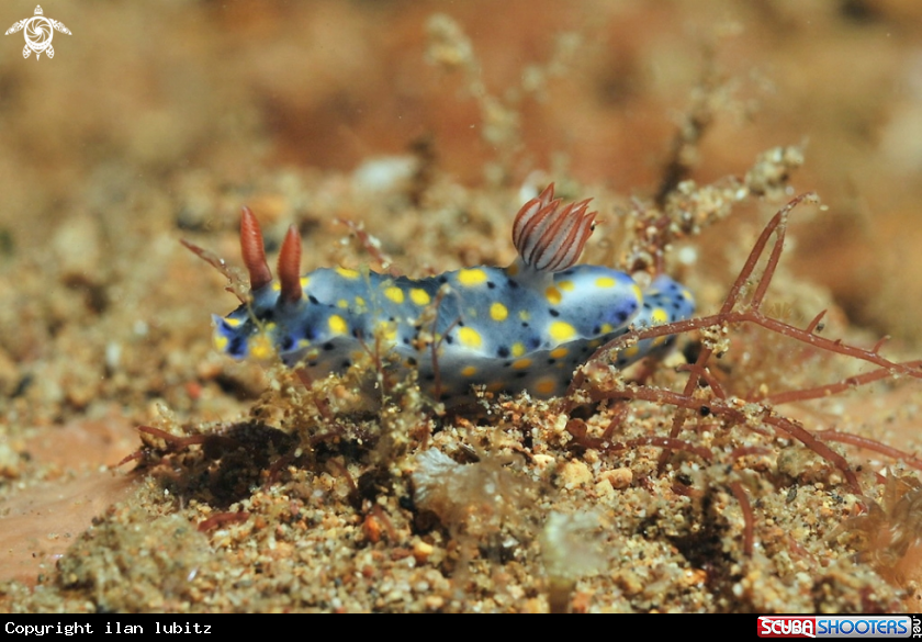 A Nudibranch