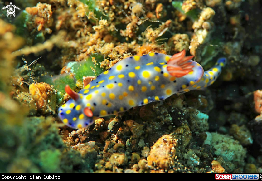 A Nudibranch