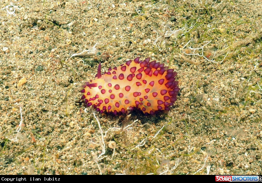 A Nudibranch