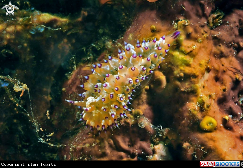 A Nudibranch