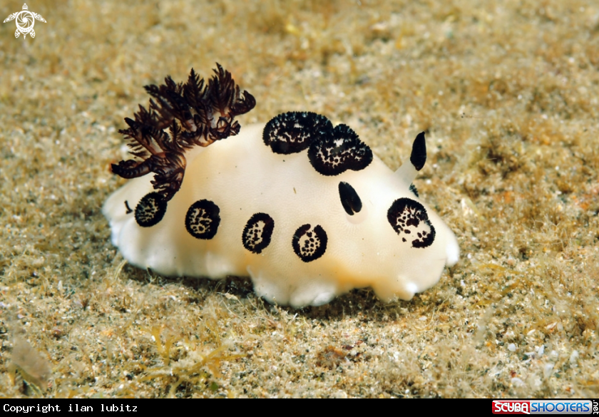 A Nudibranch