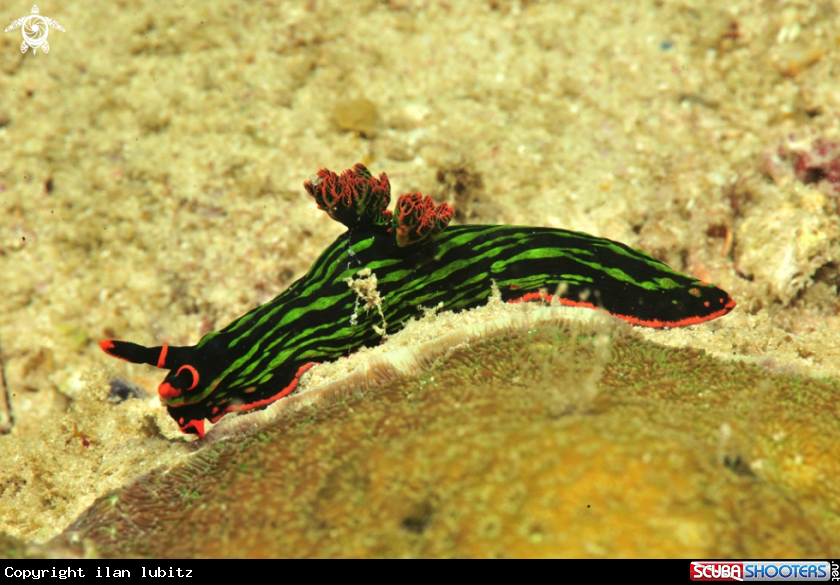 A Nudibranch