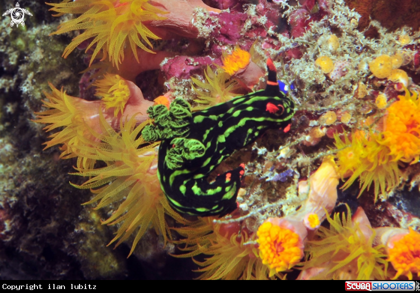 A Nudibranch