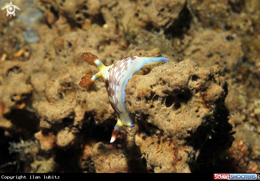 A Nudibranch