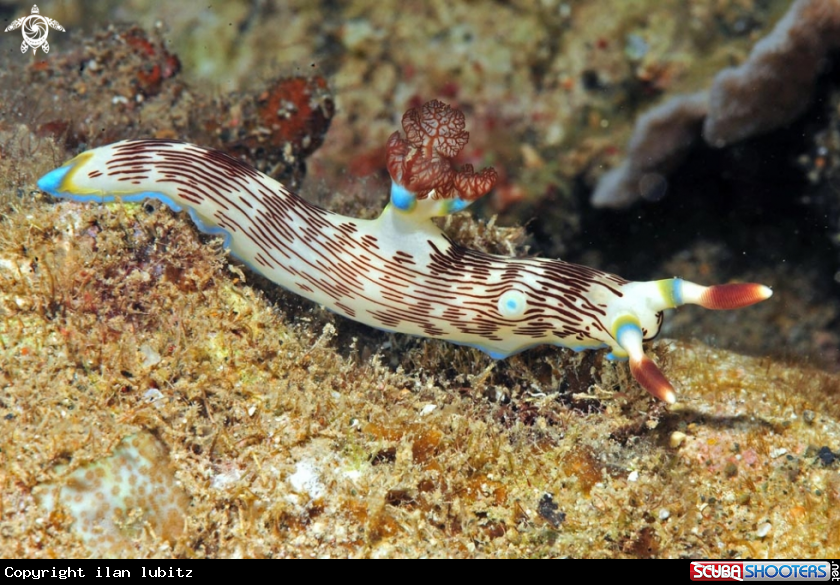 A Nudibranch