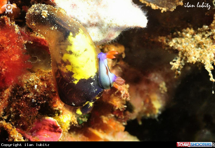 A Nudibranch