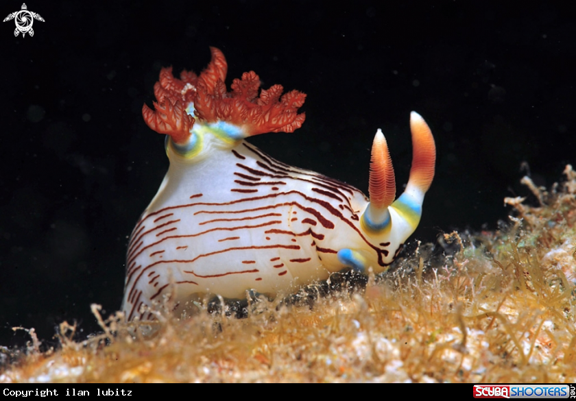 A Nudibranch