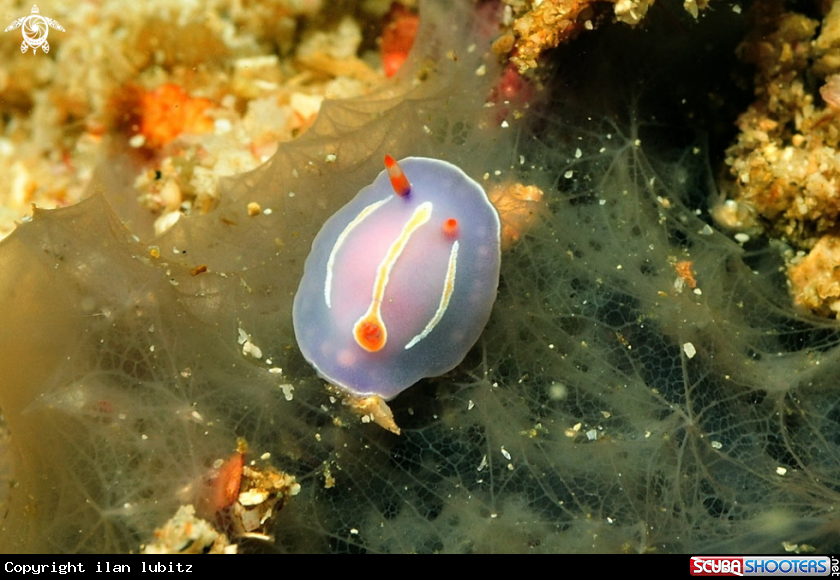 A Nudibranch