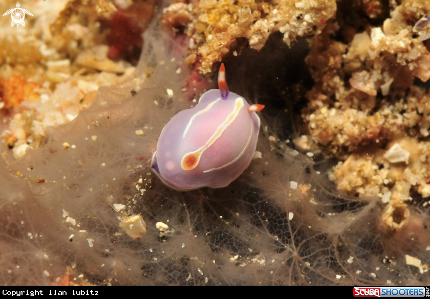 A Nudibranch