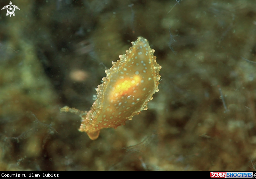 A sea slug