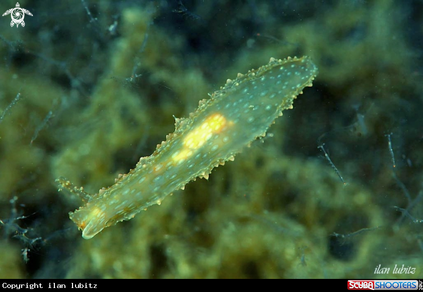 A sea slug