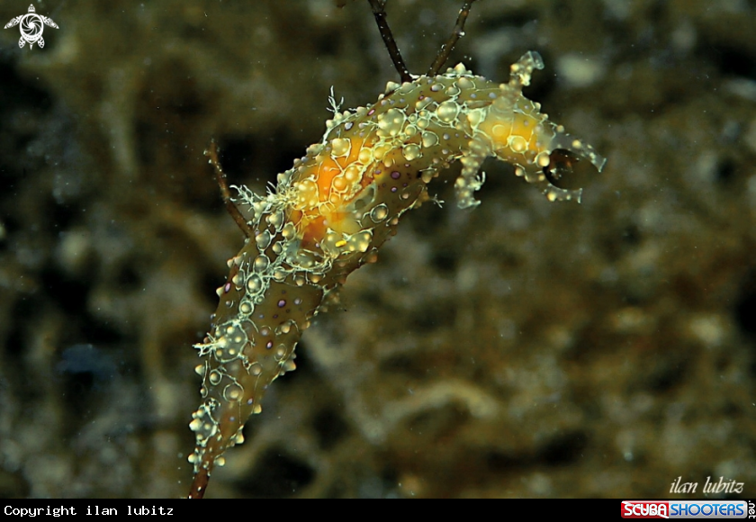 A sea slug