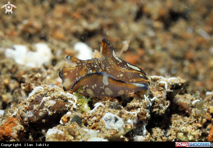 A sea slug