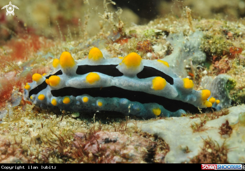 A Nudibranch