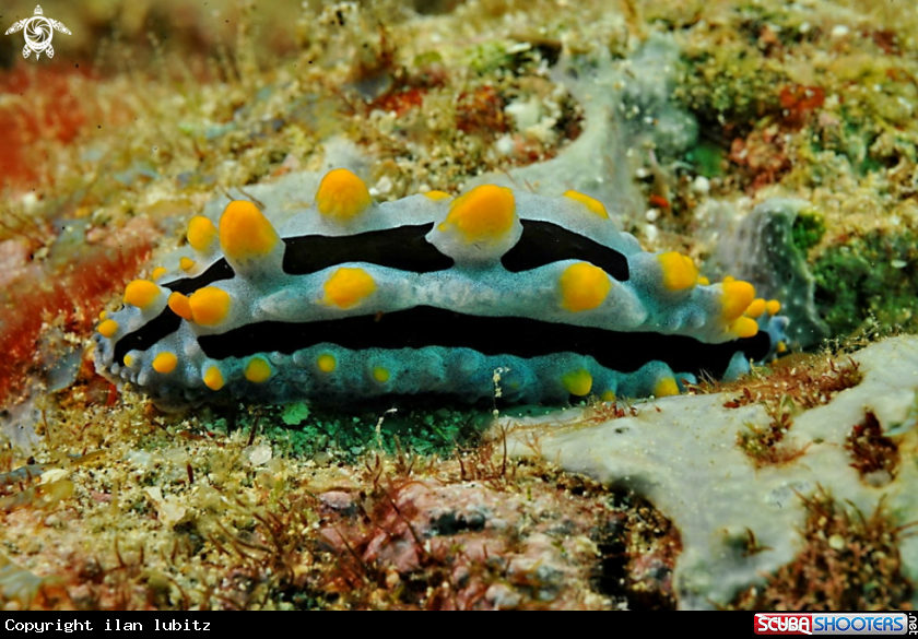 A Nudibranch