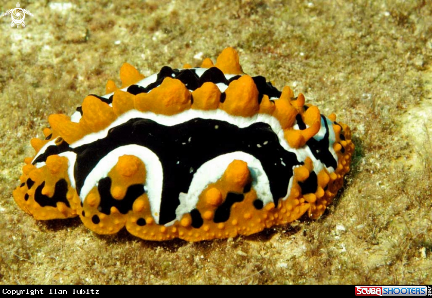 A Nudibranch