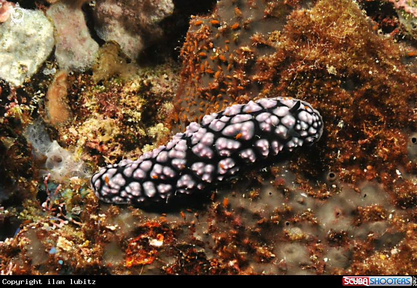 A Nudibranch