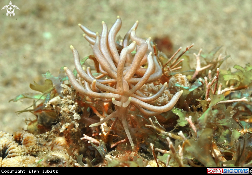 A Nudibranch