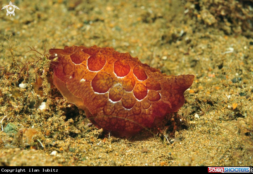 A sea slug