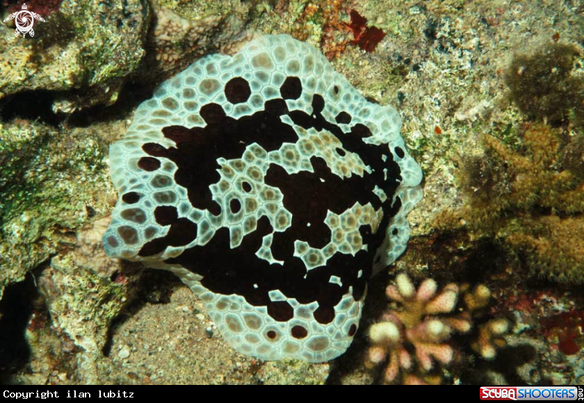 A sea slug