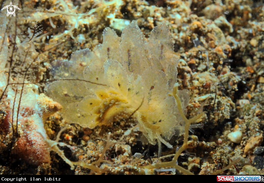 A sea slug