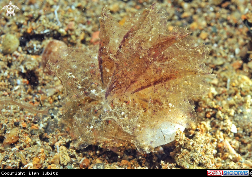 A sea slug